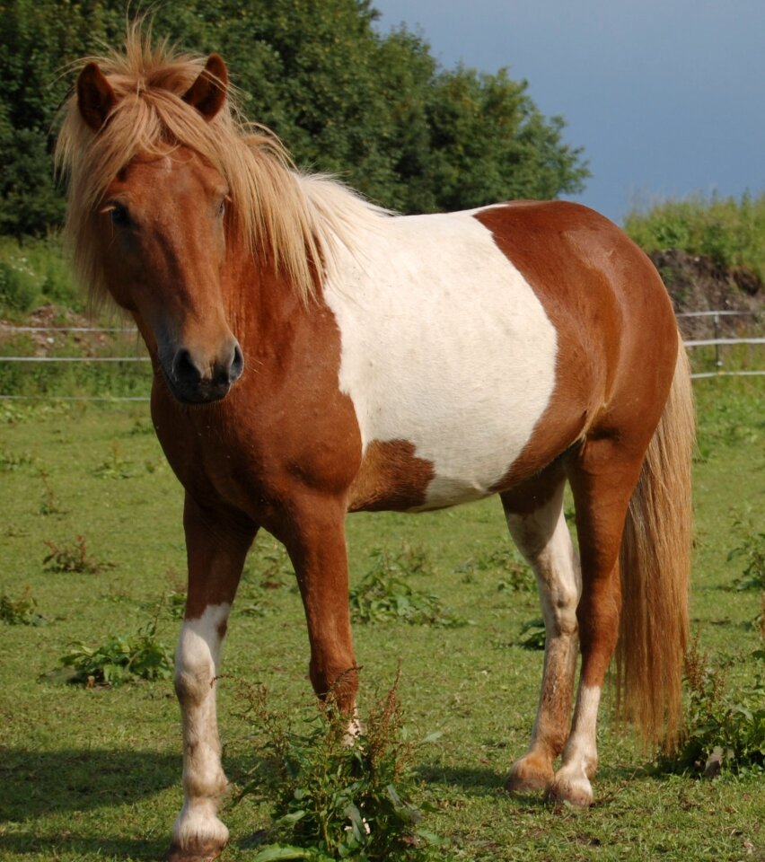 Patched pasture iceland horse