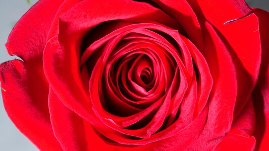 Red rose flower petals