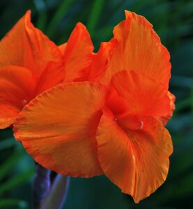 Bright canna delicate photo