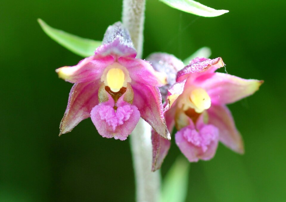Blossom bloom orchid