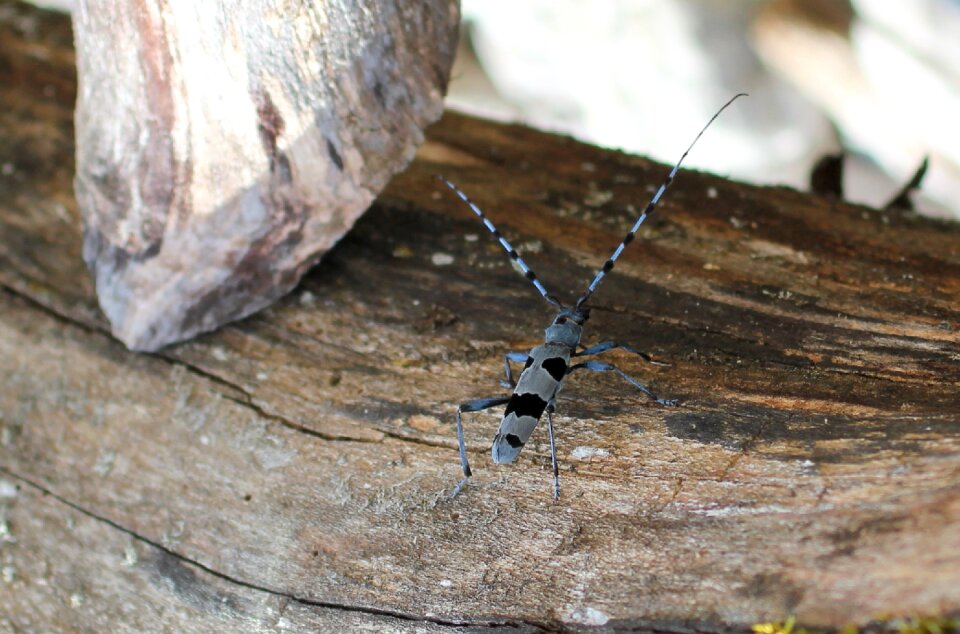 Alpine goat insect beetle