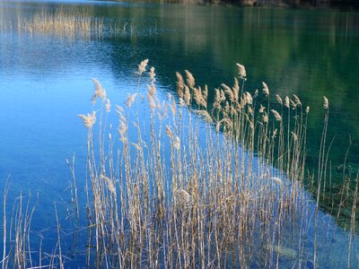 Pond lake reeds photo