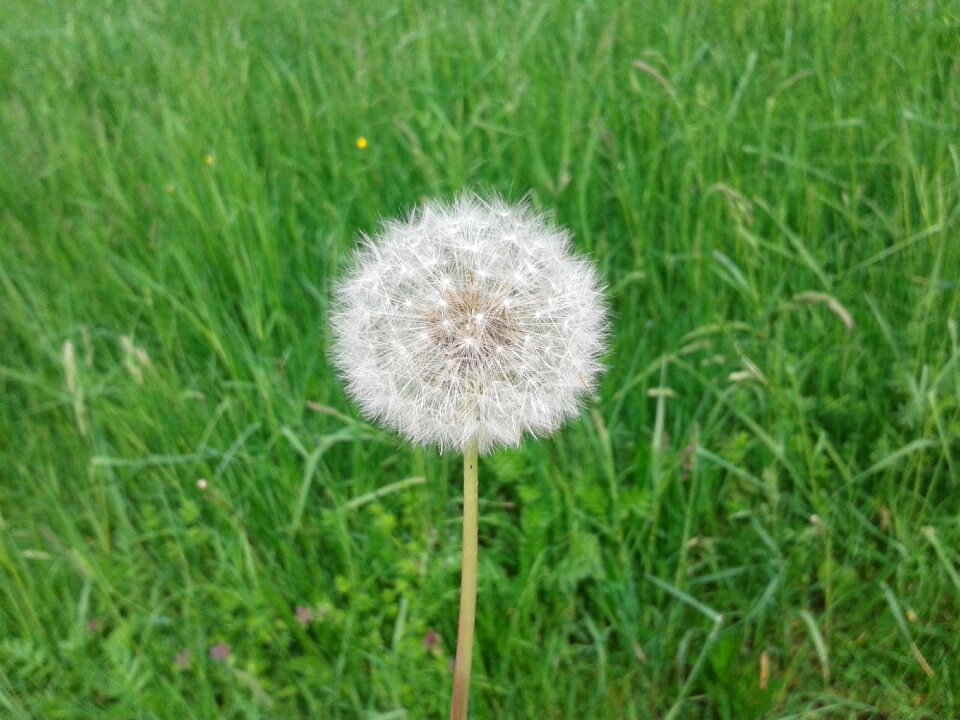 Meadow plant close up