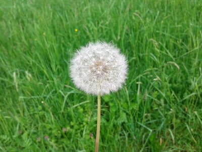 Meadow plant close up