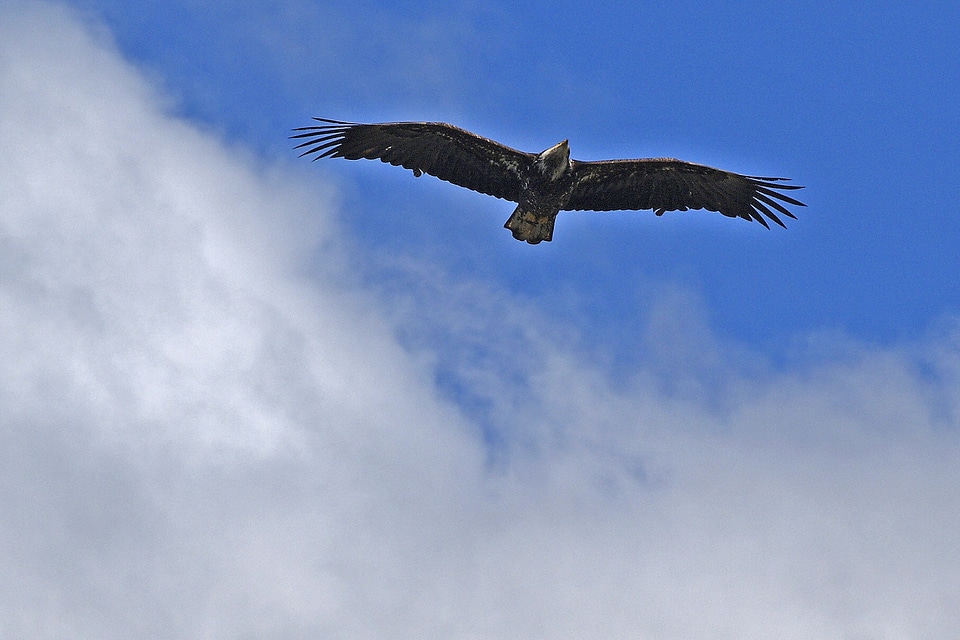 Nature animal feathered