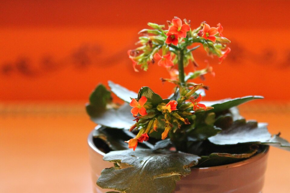 Thick sheet greenhouse flower ornamental plant