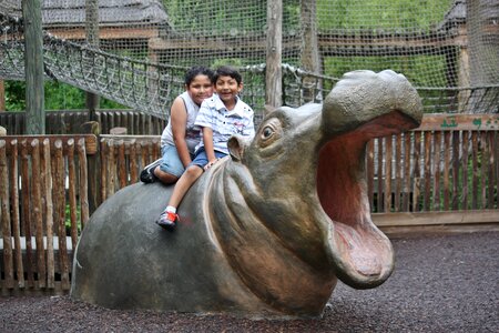 Hippopotamus mammal funny