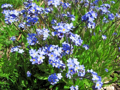 Myosotis small blue flowers pet photo