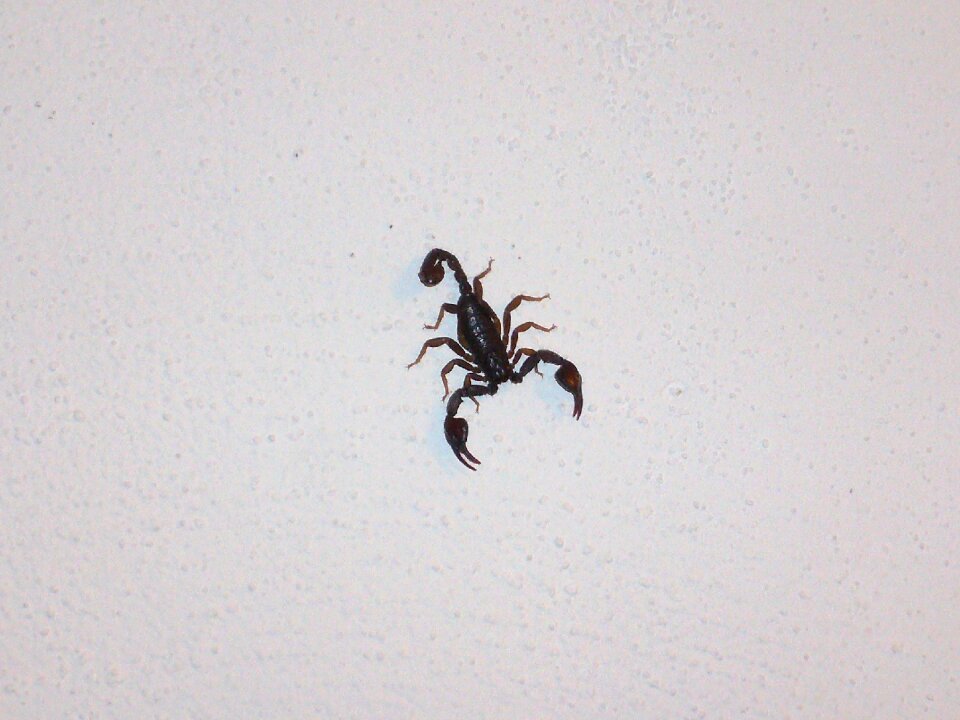 Scorpio invertebrates chele