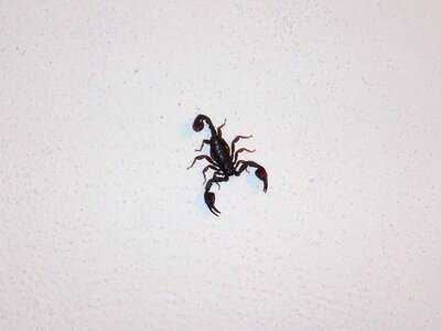 Scorpio invertebrates chele