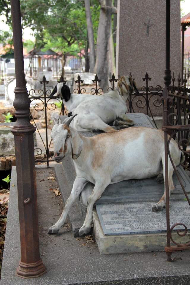 Goat cemetery surabaya
