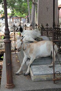 Goat cemetery surabaya