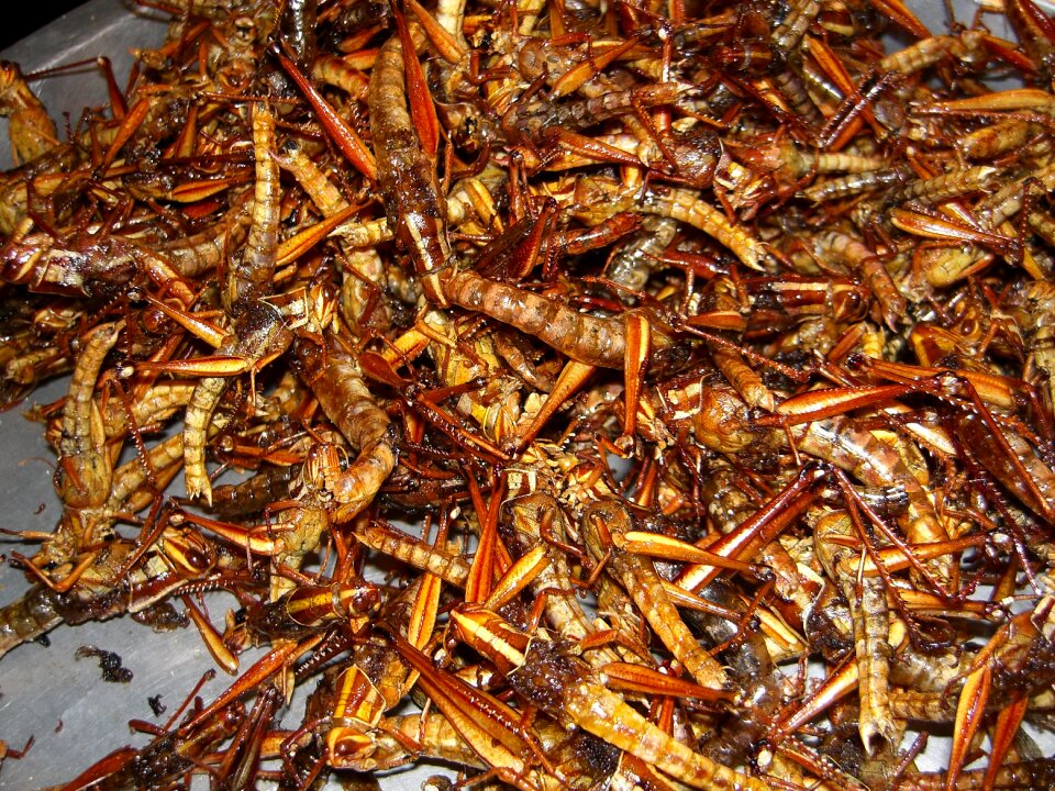 Grilled insects eat thailand