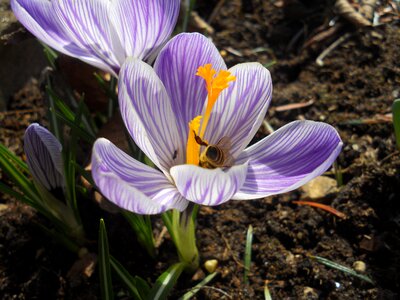 Nature plant garden