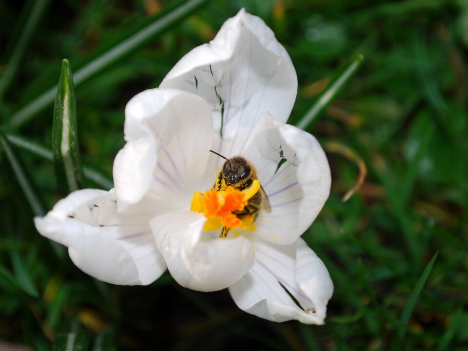 Nature garden pollen