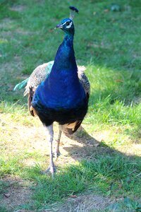 Animal nature blue