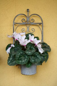 Garden flower nature blossom