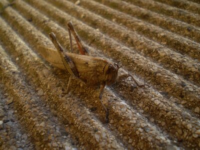 Grasshopper insect nature