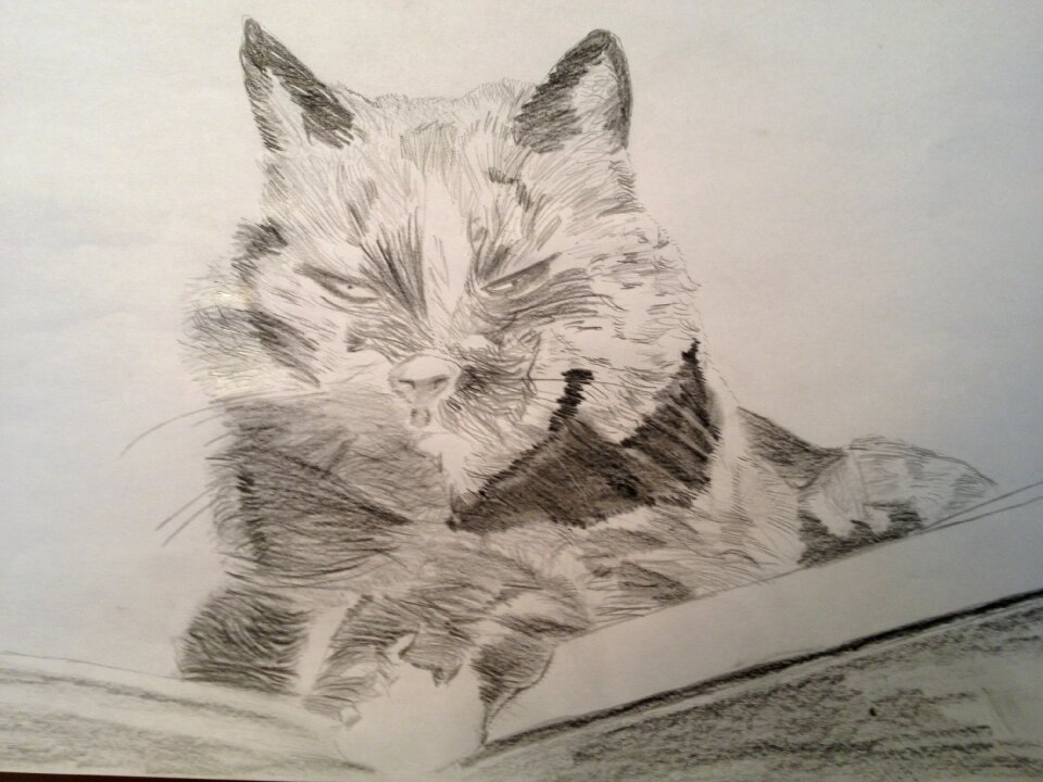 Drawing pencil cat