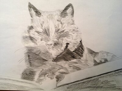 Drawing pencil cat