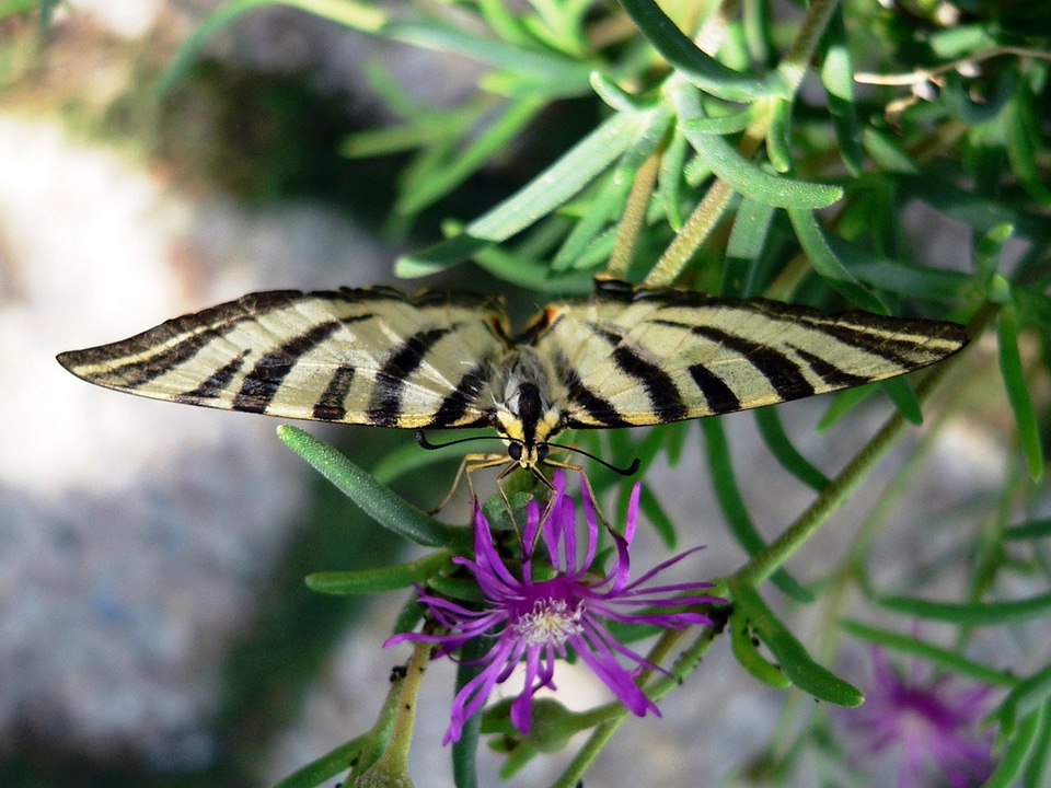 Yellow stripes bug