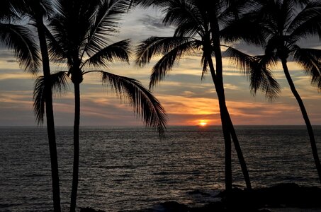 Mexico ocean trees photo