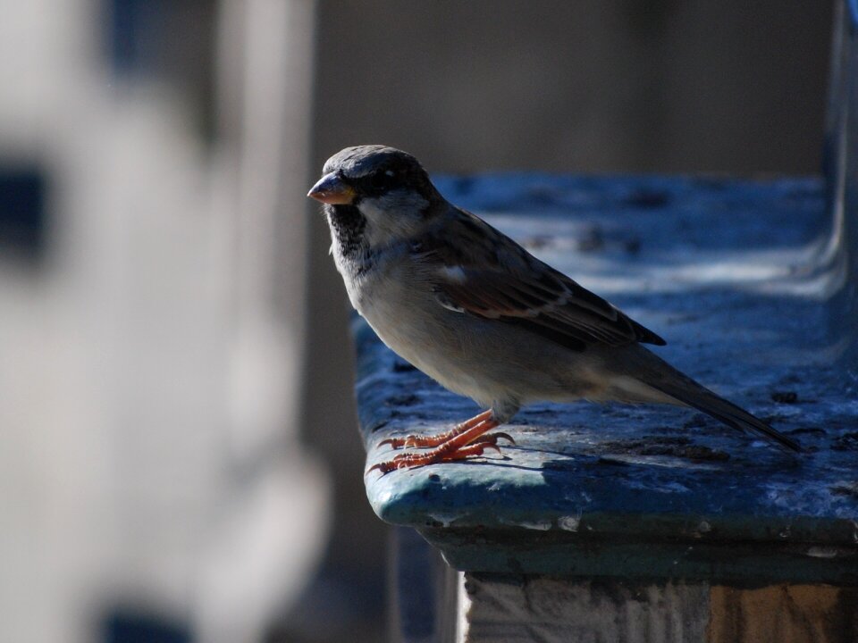 The sparrow nature pen