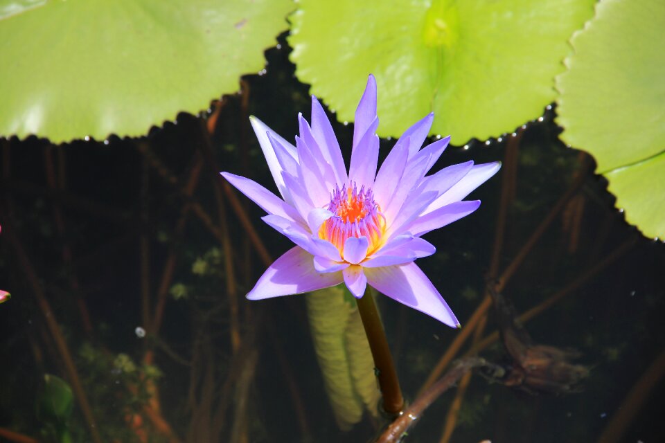 Blossom bloom aquatic plant