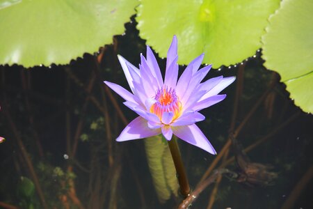 Blossom bloom aquatic plant