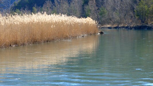 Water courses reeds reflections