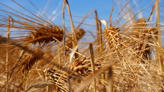 Countryside barley hay