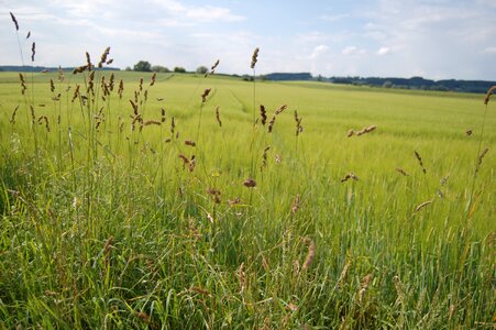 Landscape field game grass photo