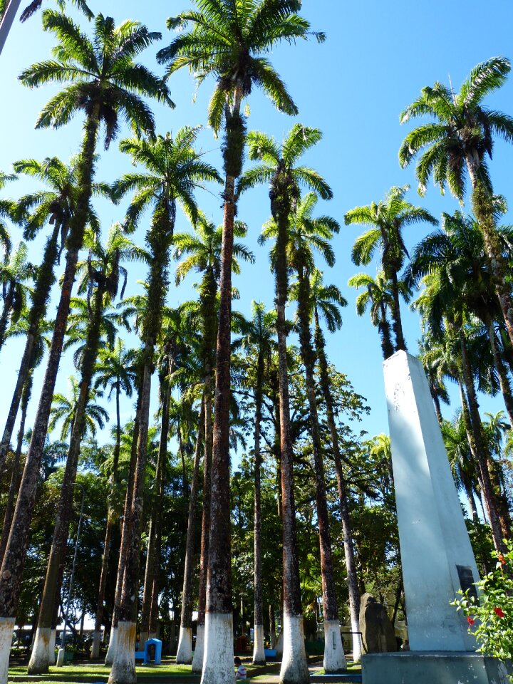 Trees rainforest tropical vegetation