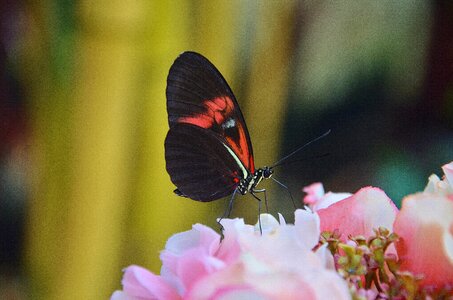 Insect elymnias hypermnestra nature