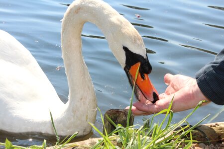 Feed hand water
