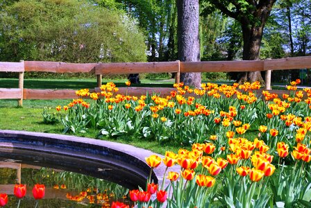 Garden spring tulip