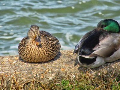 Water animals friendship