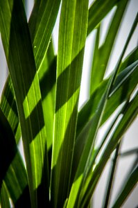 Leaves green shadow play