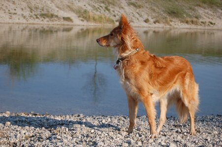 Dog vigilant tense