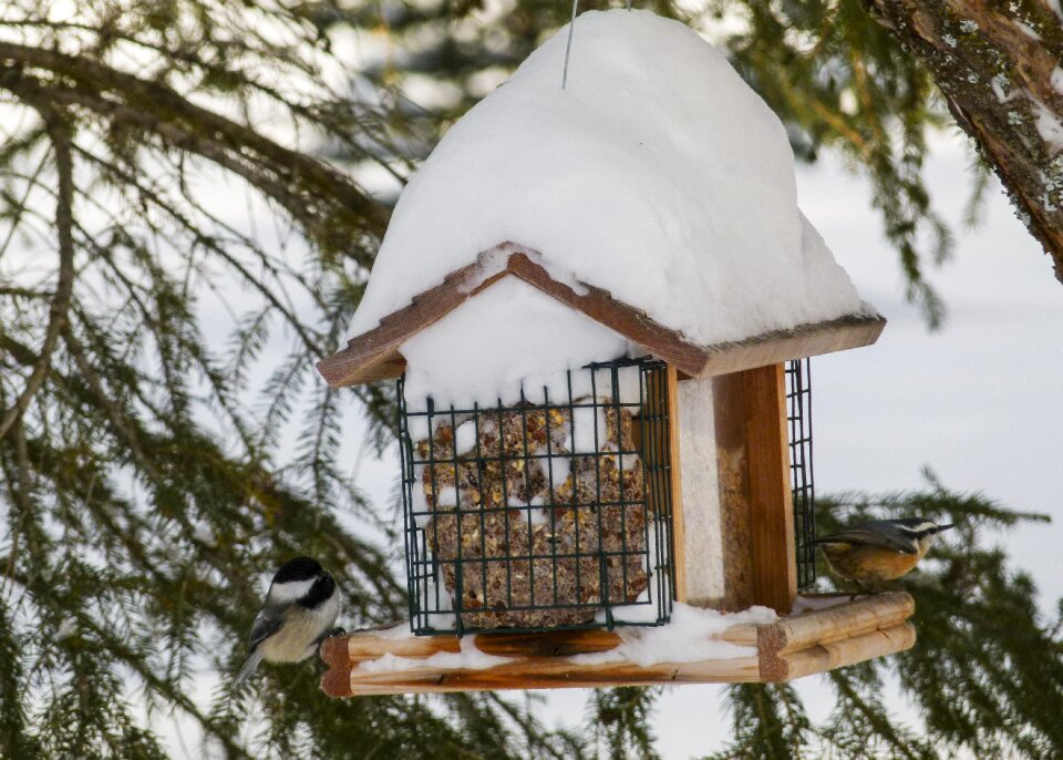 Wildlife feathered feeding place