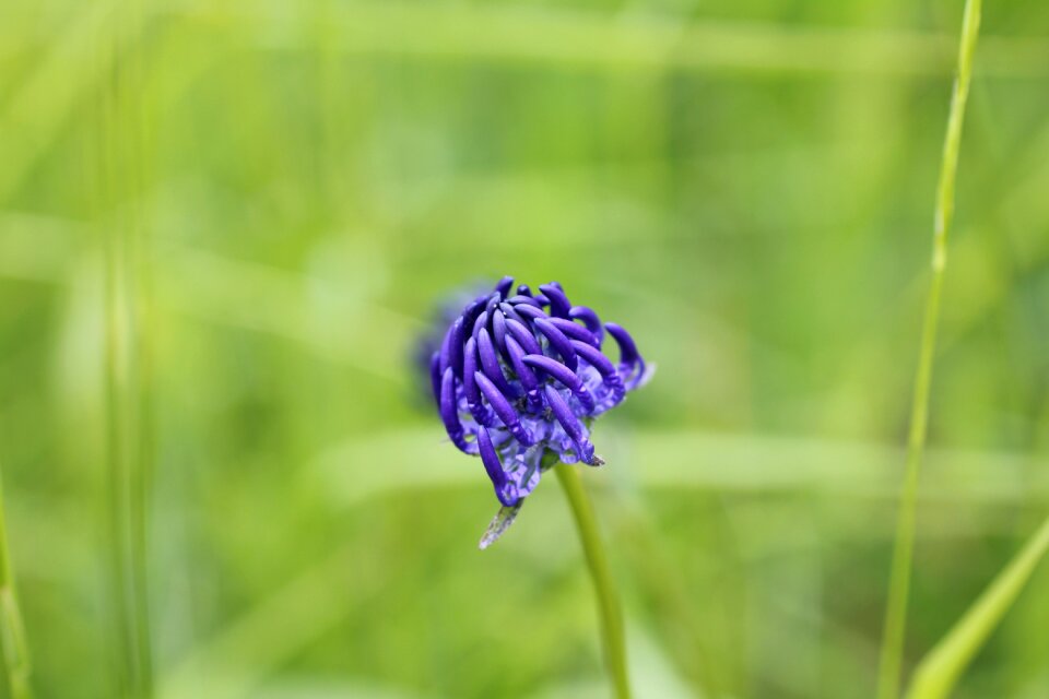 Wild flower blossom bloom
