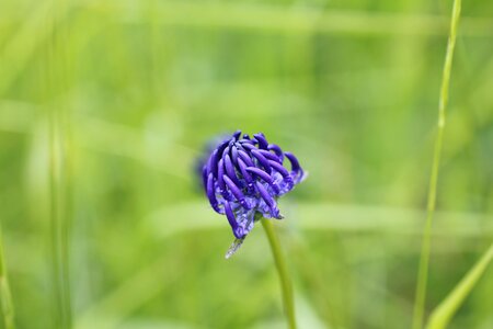 Wild flower blossom bloom photo