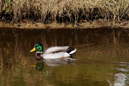 Bird duck bird water bird photo