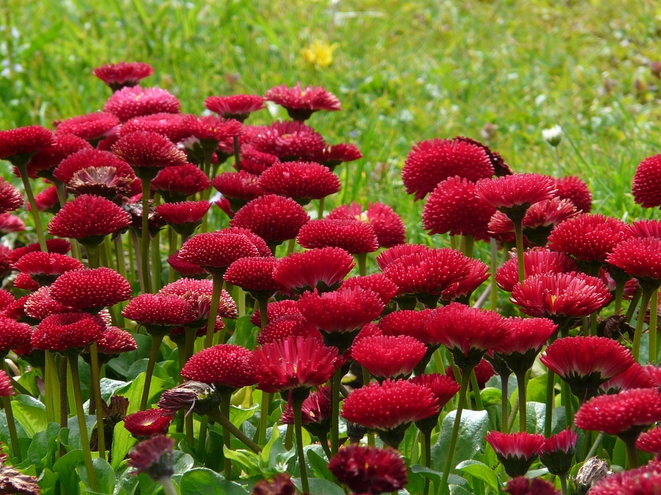 Close up plant rob roy