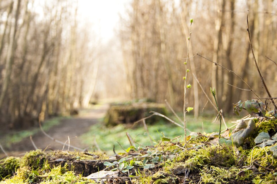 Forest undergrowth environment