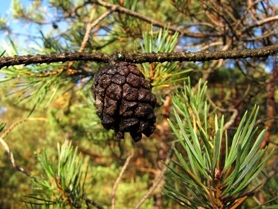 Pine pine cone nature
