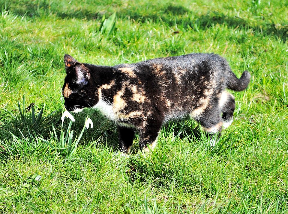 Young cat attention flower