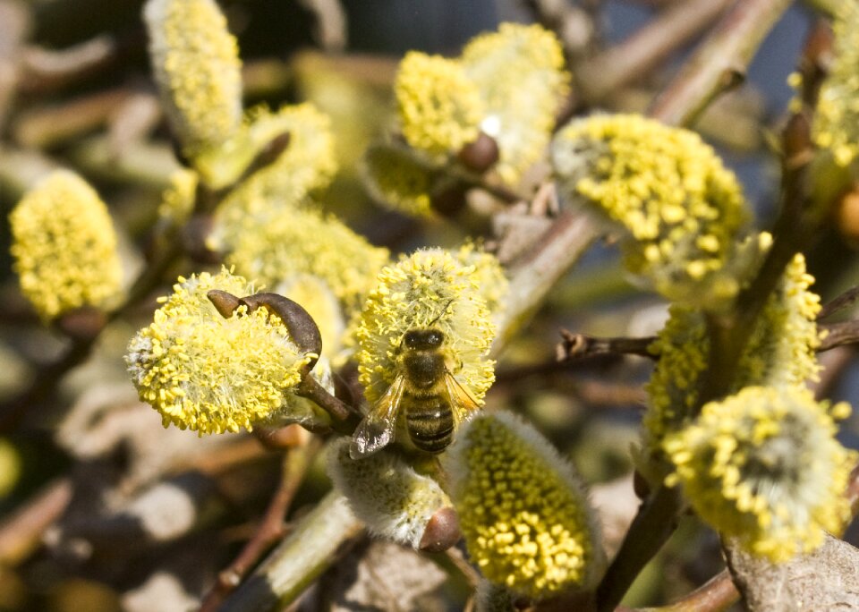 Inflorescence pollen honey bee