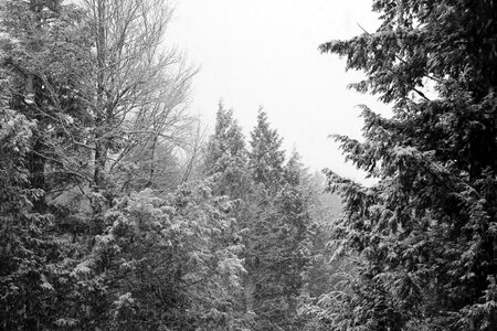 Landscape black and white snow photo