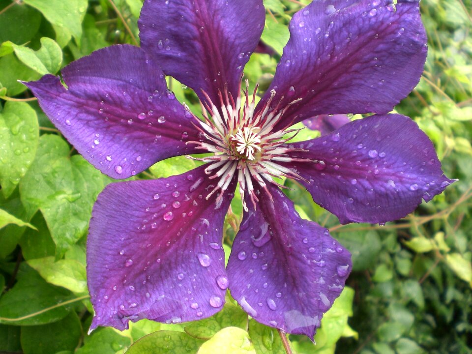 Bloom violet nature photo